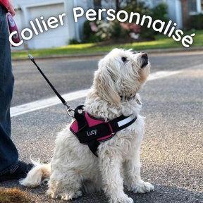 Collier de Chien Personnalisé - Inscrivez le Nom de Votre Chien et Votre Numéro de Téléphone