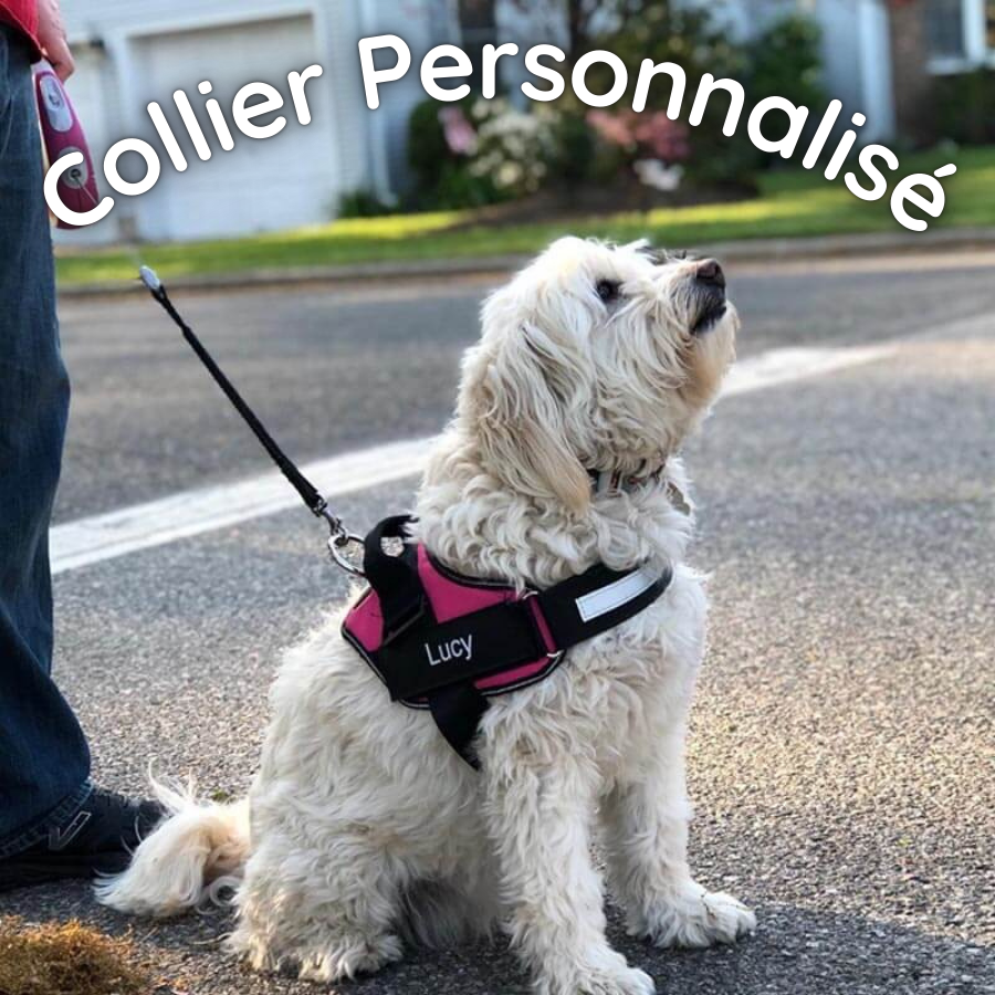 Collier de Chien Personnalisé - Inscrivez le Nom de Votre Chien et Votre Numéro de Téléphone