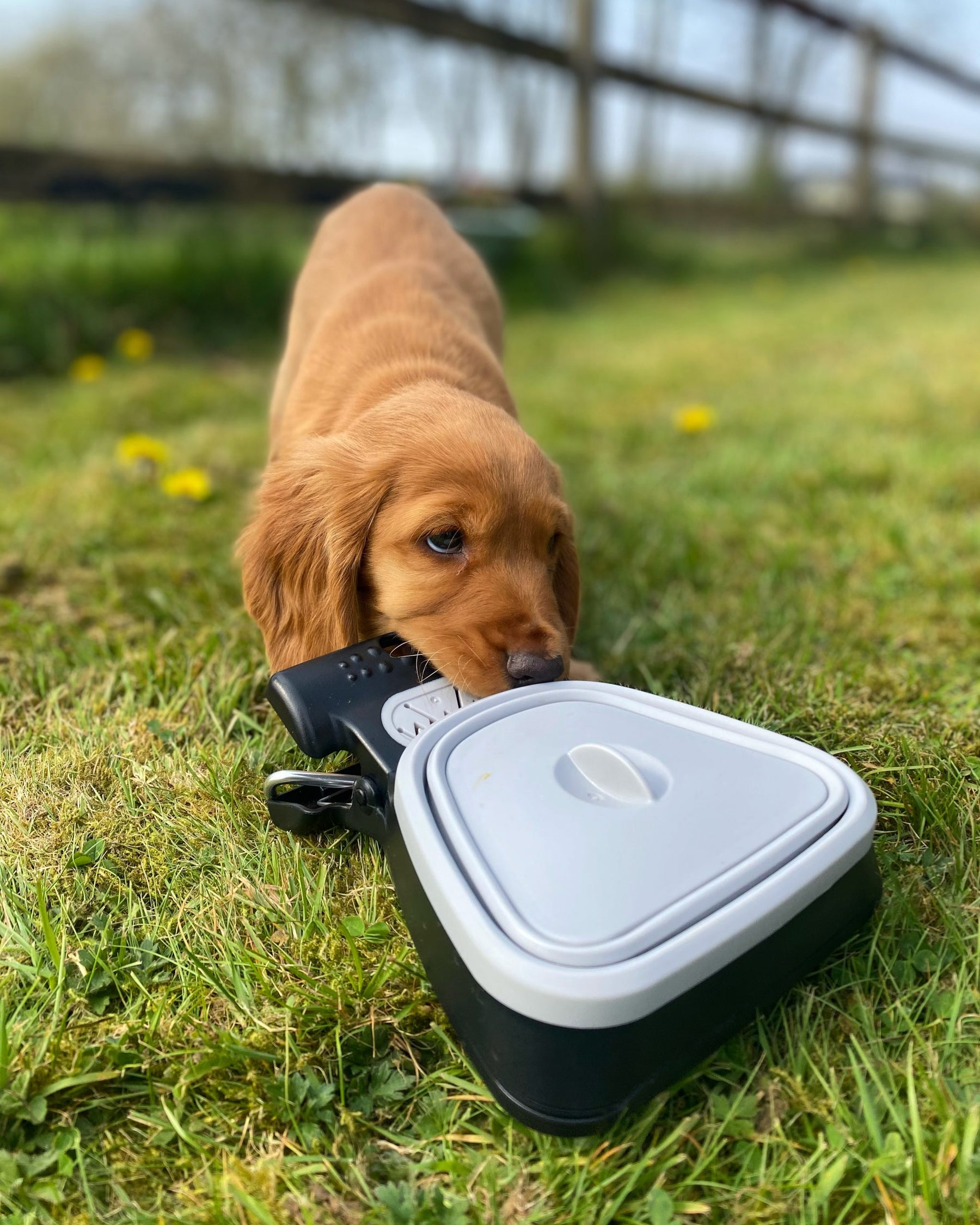 Dog Scooper - Ramasse-Crottes pour Chien [En achetant aujourd'hui, vous recevez gratuitement 5 rouleaux de sacs hygiéniques]