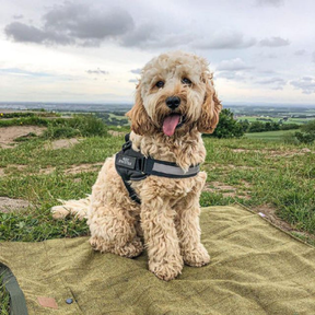 Collier de Chien Personnalisé - Inscrivez le Nom de Votre Chien et Votre Numéro de Téléphone