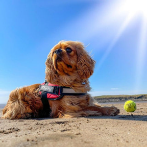 Collier de Chien Personnalisé - Inscrivez le Nom de Votre Chien et Votre Numéro de Téléphone