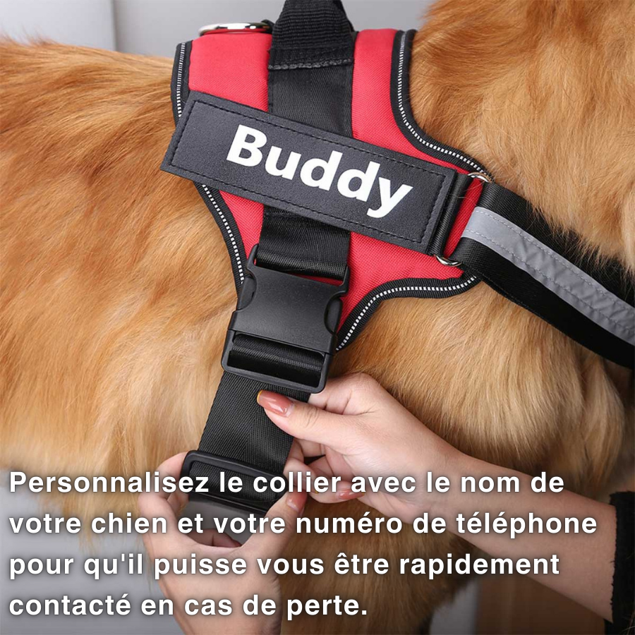 Collier de Chien Personnalisé - Inscrivez le Nom de Votre Chien et Votre Numéro de Téléphone