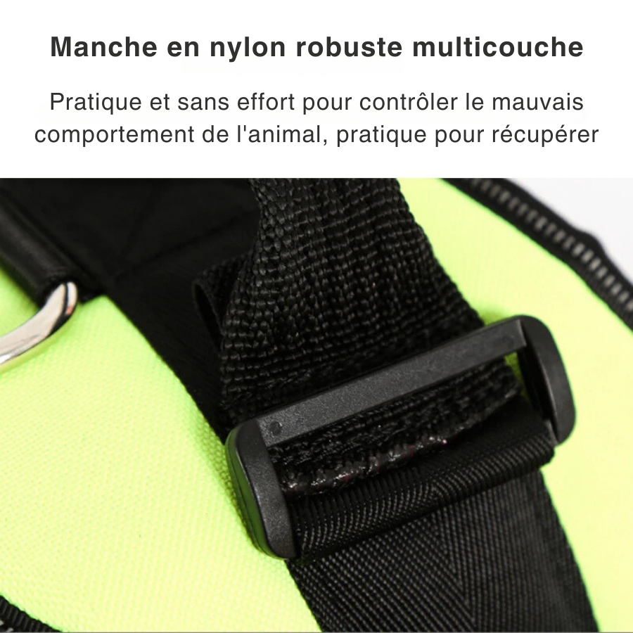 Collier de Chien Personnalisé - Inscrivez le Nom de Votre Chien et Votre Numéro de Téléphone